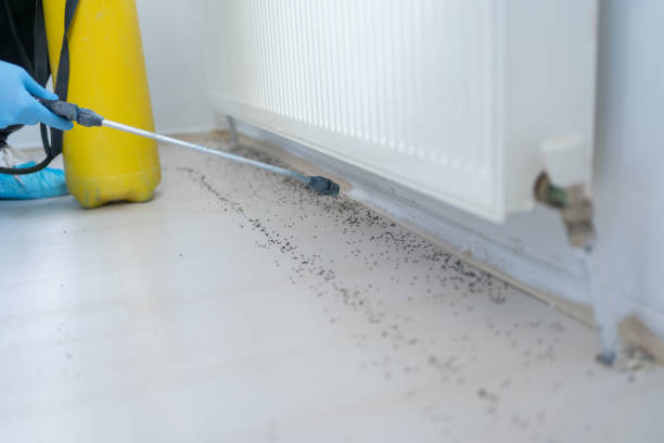 Professional Pest Control in Ellicott City, MD